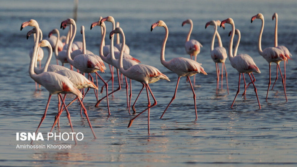 فلامینگوها میهمان آبهای گرم خلیج فارس فلامینگوها میهمان آبهای گرم خلیج فارس