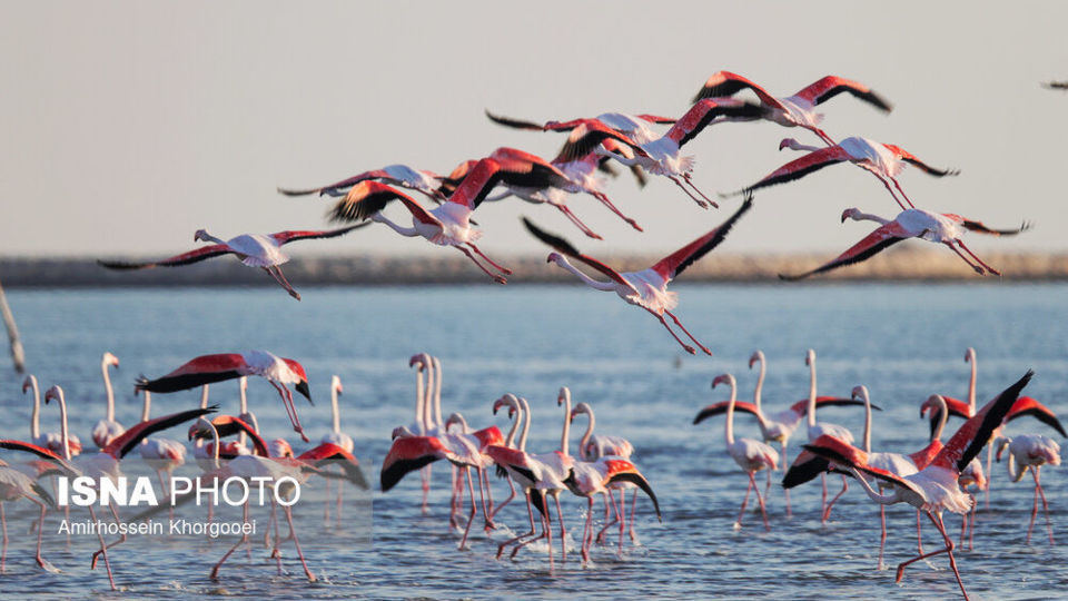 فلامینگوها میهمان آبهای گرم خلیج فارس فلامینگوها میهمان آبهای گرم خلیج فارس