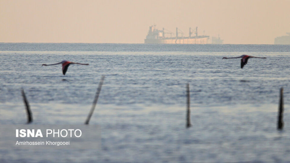 فلامینگوها میهمان آبهای گرم خلیج فارس فلامینگوها میهمان آبهای گرم خلیج فارس