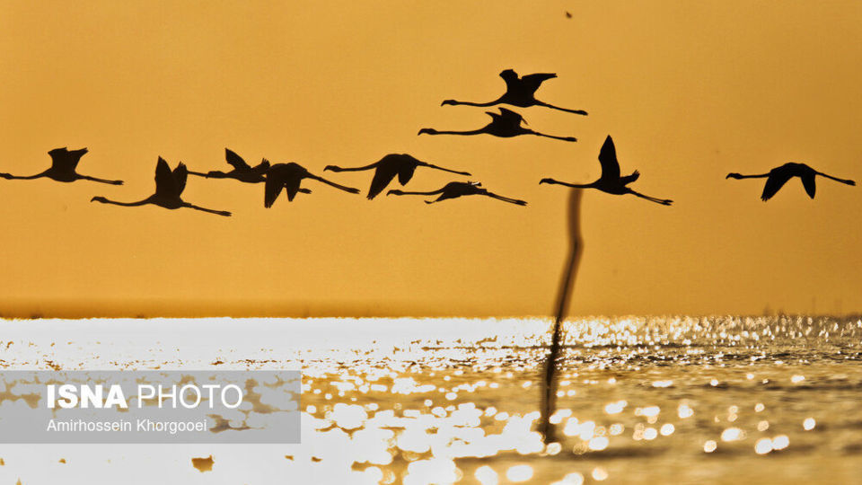 فلامینگوها میهمان آبهای گرم خلیج فارس فلامینگوها میهمان آبهای گرم خلیج فارس