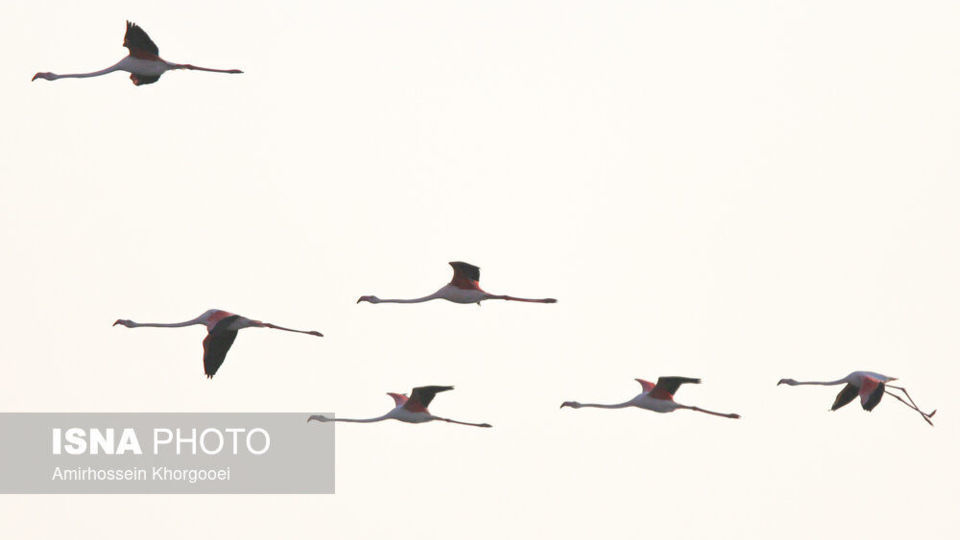 فلامینگوها میهمان آبهای گرم خلیج فارس فلامینگوها میهمان آبهای گرم خلیج فارس