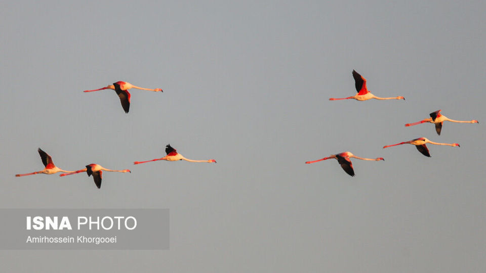 فلامینگوها میهمان آبهای گرم خلیج فارس فلامینگوها میهمان آبهای گرم خلیج فارس