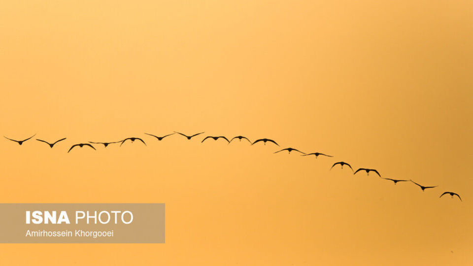 فلامینگوها میهمان آبهای گرم خلیج فارس فلامینگوها میهمان آبهای گرم خلیج فارس