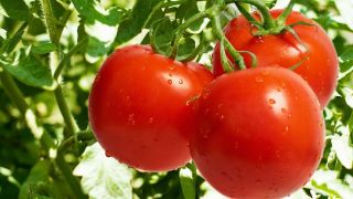 خواصی از گوجه فرنگی که نمی&zwnj;دانستید