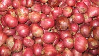 خاصیت <<پیاز ایرانی>> در مقابله با بیماری سل