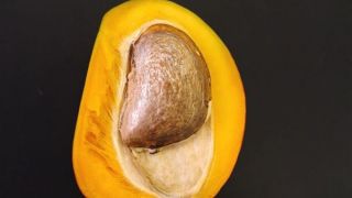 خواص شگفت انگیز هسته انبه برای <strong>1</strong> پوست و مو خواص شگفت انگیز هسته انبه برای زیبایی پوست و مو