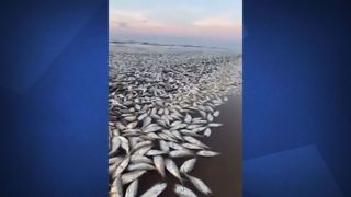 مرگ هزاران ماهی در سواحل تگزاس
