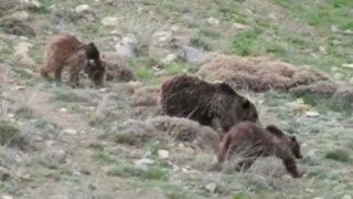 فیلم| گردش خانوادگی خرس در طبیعت سوادکوه