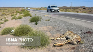 تلف شدن یک یوزپلنگ دیگر در تصادفات جاده ای در میامی + عکس