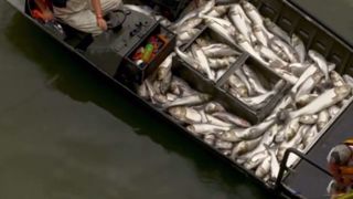 ماهیگیری الکتریکی در آمریکا