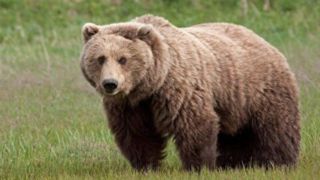  تلف‌شدن خرس با شلیگ گلوله در سوادکوه
