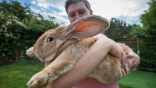 تصاویر عجیب خرگوش غول‌پیکر ۱۰ کیلوگرمی!