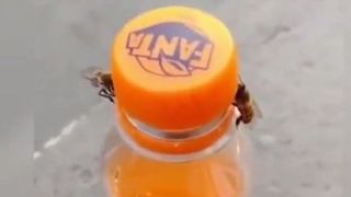 همکاری دو زنبور برای باز کردن درب یک بطری نوشابه!