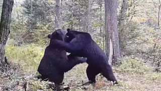 جدال دو خرس در جنگل‌های روسیه 
