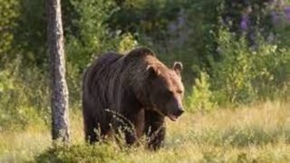 تصاویر عجیب تلاش یک خرس برای ورود به روسیه و ترک اتحادیه اروپا!