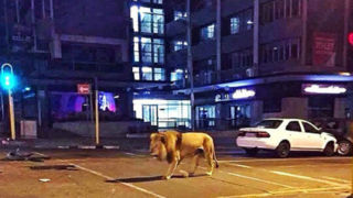 تصاویر گردش یک شیر در خیابان‌های کراچی