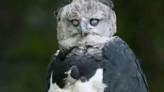 تصاویر عجیب ترین و غول‌پیکرترین عقاب دنیا