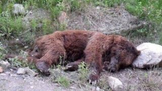 تصاویر لحظات محاصره و کشتن خرس توسط افراد چوب به دست!