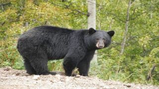 لحظه نجات جان کودک از حمله خرس سیاه
