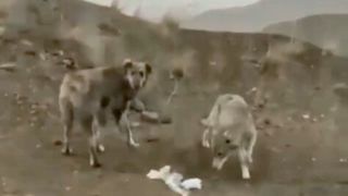 تصاویر عجیب همراهی گرگ و سگ در بیابان‌
