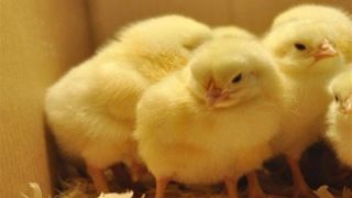 میزان جوجه ریزی در مرغداری‌ها به ۱۳۰ میلیون قطعه رسید/ تکذیب پیامک کمبود مرغ به نمایندگان مجلس