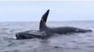 لحظه هولناک انفجار نهنگ در میان اقیانوس! +۱۸