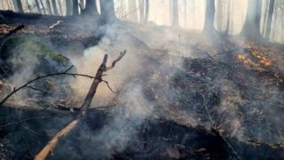 مهار آتش‌سوزی‌ جنگل‌ نمک آبرود شهرستان چالوس