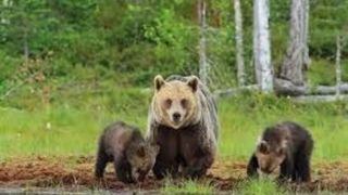 گیر افتادن خرس و دو توله‌اش داخل استخر در منطقه دنا 