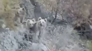 جولان خرس‌ها در ارتفاعات بویراحمد