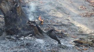 آتش بازهم به جان جنگل‌های آغوزبن رودبار افتاد +عکس