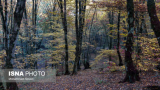 پاییز هزار رنگ در جنگل «النگدره»
