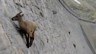 حضور بزها روی دیواره یک سد در ایتالیا