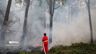 آتش ۱۰ هکتار از جنگل‌های نور را خاکستر کرد