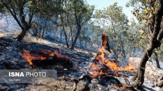 آتش‌سوزی در ۷۳۶ هکتار از مناطق چهارگانه محیط زیستی از ابتدای سال