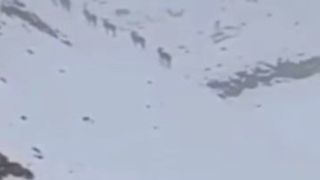  تصاویری از وحوش پارک ملی توران در یک روز برفی