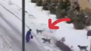 جولان سگ های ولگرد؛ اینبار حمله به یک خانم در تبریز
