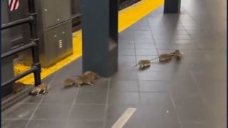 وضعیت عجیب متروی نیویورک
