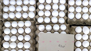 کاهش قیمت تخم مرغ به زیر ۱۰۰ هزار تومان