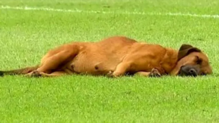 خوابیدن یک سگ در محوطه جریمه زمین فوتبال! خوابیدن یک سگ در محوطه جریمه زمین فوتبال!