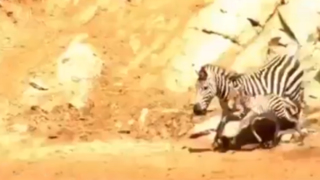 لحظه شکار بچهگورخر توسط پلنگ | گورخر مادر تسلیم خواسته پلنگ شد ! لحظه شکار بچهگورخر توسط پلنگ | گورخر مادر تسلیم خواسته پلنگ شد !