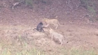 اعتماد به نفس مرگبار بابون در برابر شیرها اعتماد به نفس مرگبار بابون در برابر شیرها