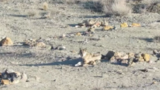 ضیافت گرگ‌ها در پارک ملی گلستان