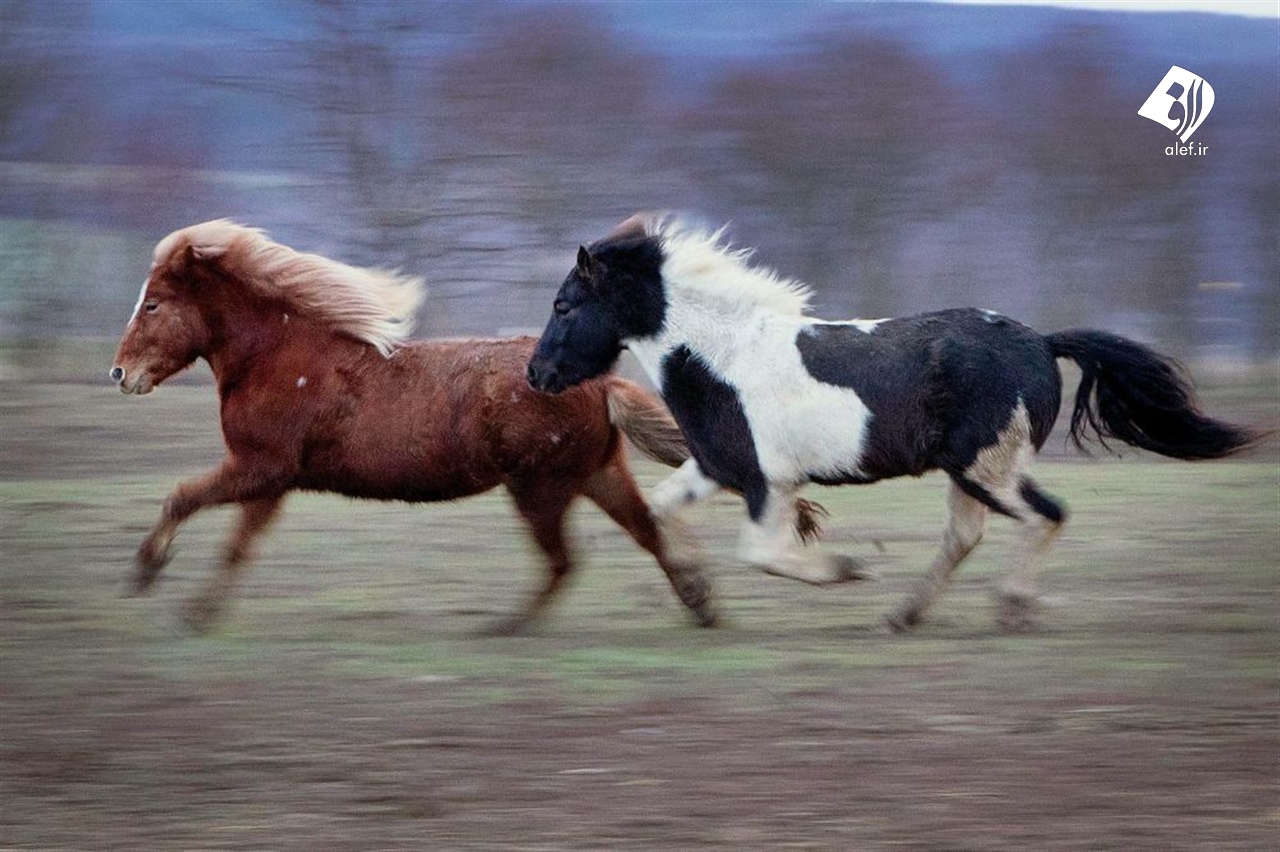 اسب های وحشی ایرلندی.