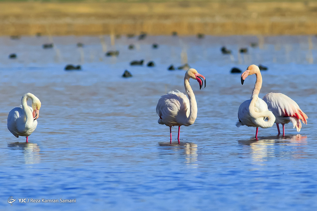 پرندگان مهاجر