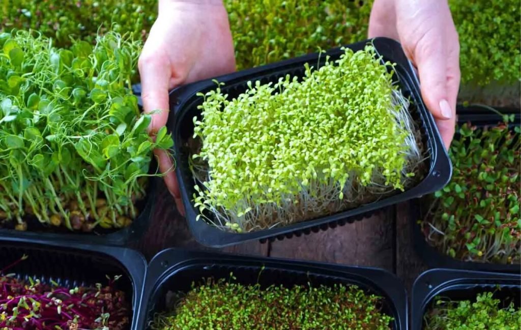 سبزه عید فوری