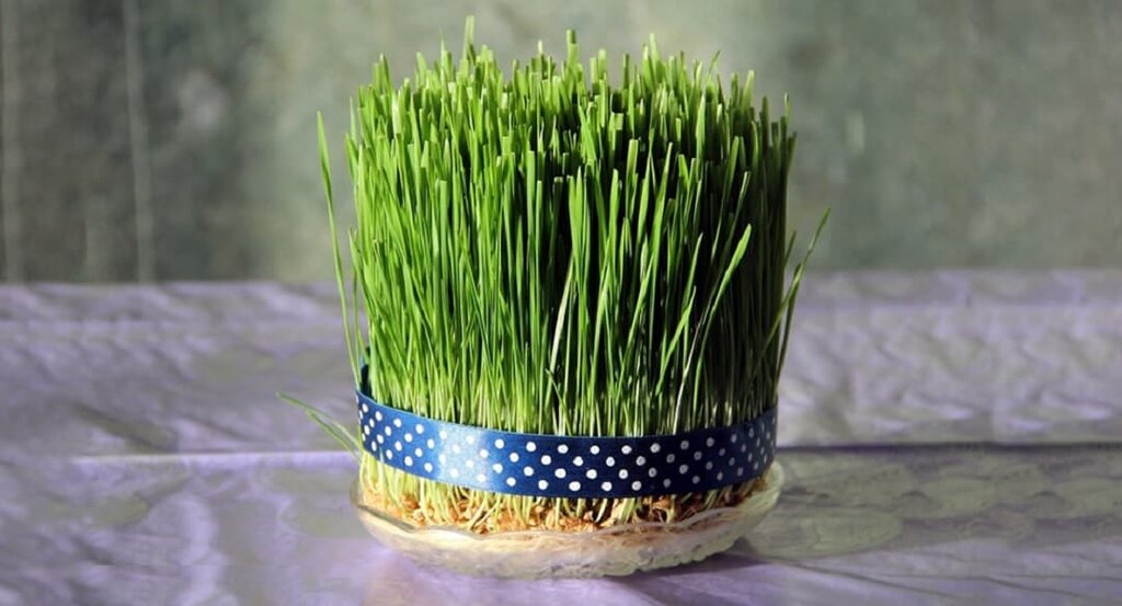 سبزه فوری عید