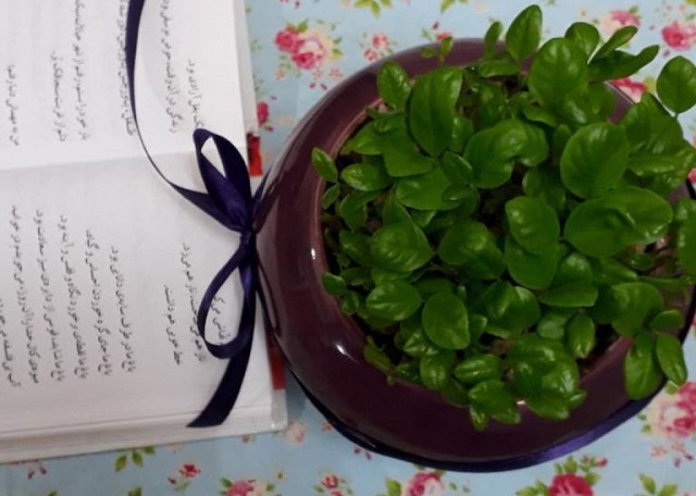 سبزه فوری عید