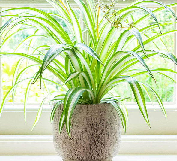 روش نگهداری گل عنکبوتی