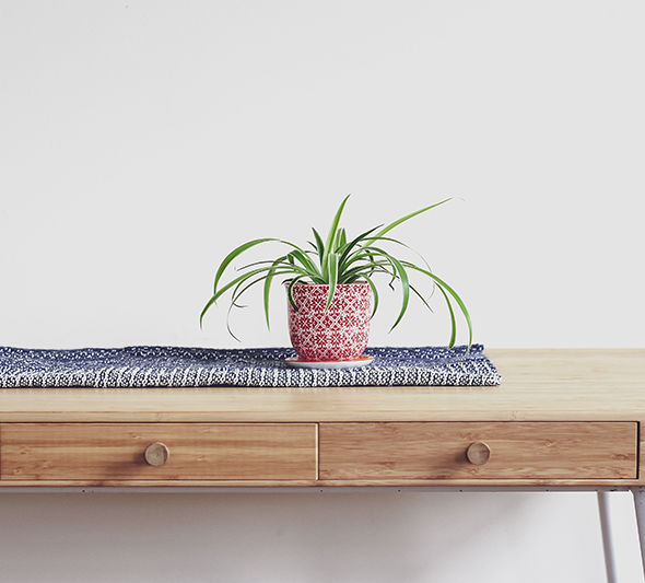 فواید گل عنکبوتی