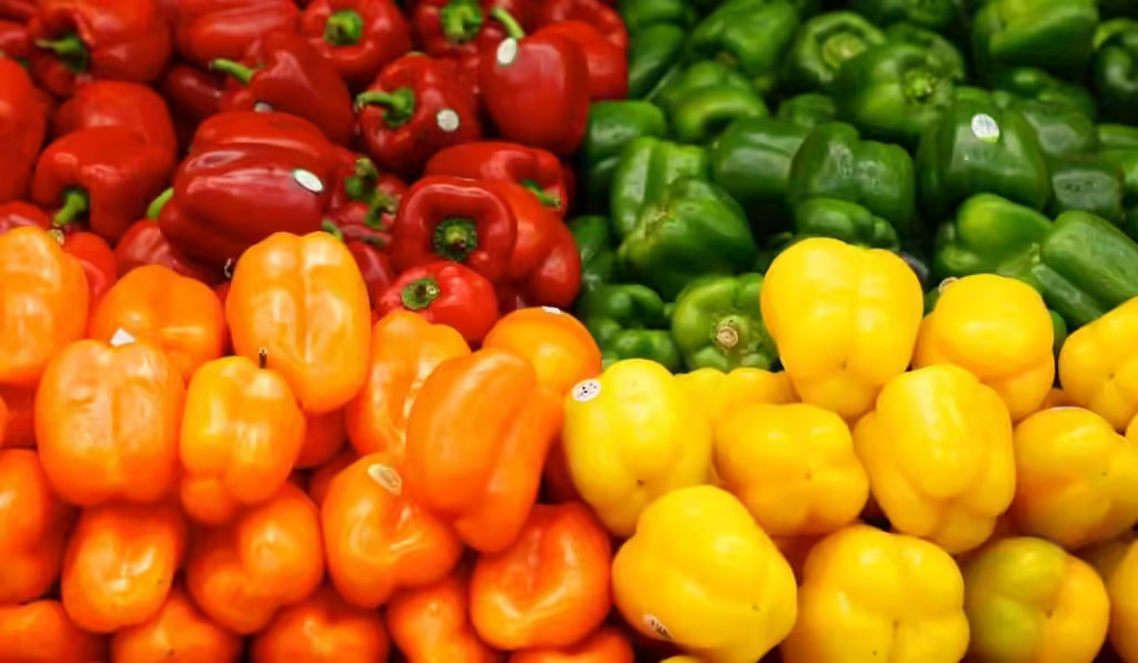 فلفل دلمهای